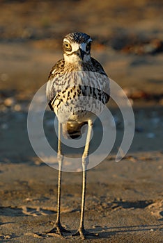 Bush stone curlew on the beach