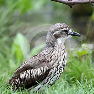 Bush Stone-curlew, Burhinus grallarius photo