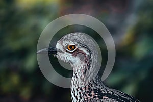 Bush Stone-Curlew or Bush Thick-knee, also known as the Iben Bird Burhinus grallius with blurry background, portrait. photo