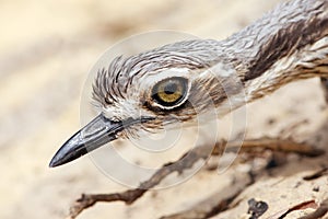 Bush Stone-Curlew photo