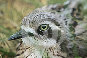 Bush stone-curlew