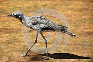 Bush Stone Curlew Grallerius Burhinus species