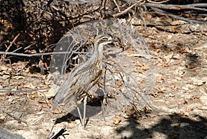 Bush stone curlew on the ground