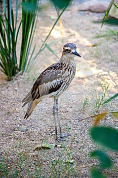 Bush Stone Curlew in HARTLEY’S CROCODILE ADVENTURES