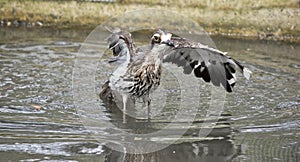 Bush stone curlew