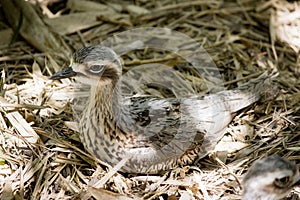 the bush stone curlew is on a nest