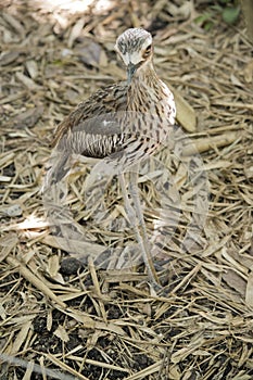 the bush stone curlew is standing on wood chips