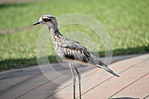This is a side view of a bush stone curlew