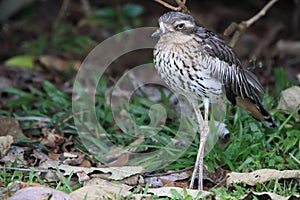 bush stone-curlew or bush thick-knee (Burhinus grallarius) australia photo