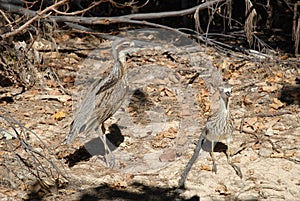 Bush stone-curlews camouflaged on the ground