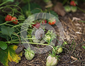 Bush of strawberry