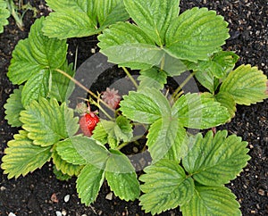 Bush of strawberry (Fragaria moschata Weston) with ripe berries