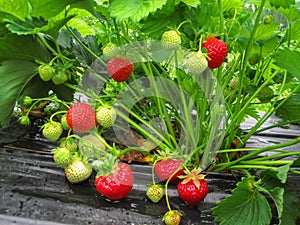 Bush of strawberry with red berrie