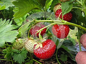 Bush of strawberry with red and green berries