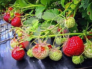 Bush of strawberry with red and green berries