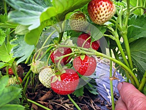 Bush of strawberry with red and green berries