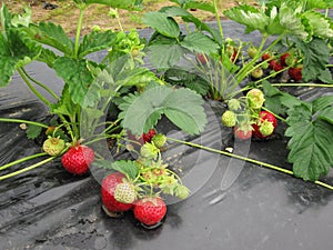 Bush of strawberry with red and green berries.