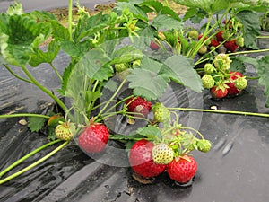 Bush of strawberry with red and green berries.