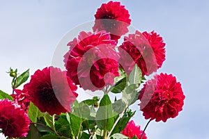 Bush of sunlit blossoming red colored dahlia flowers with many delicate fragile petals on blue sky background in countryside garde