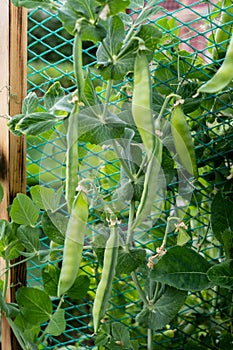 A bush of sweet peas with ripe pods, grown in the garden. Growing peas outdoors and blurred background.