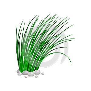Bush of tall green grass
