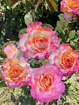 Bush of tea-hybrid rose. Yellow and pink roses.