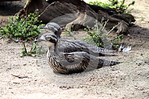 Bush Thick-Knee