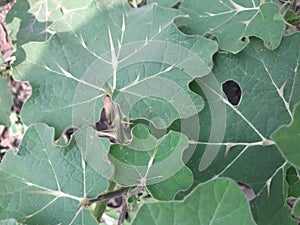 A bush  with thorn on its leaves