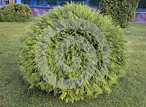 Bush of thuja occidentalis in the flowerbed