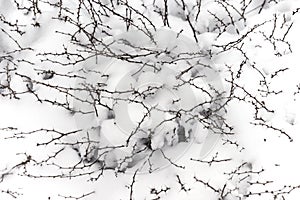Bush with tiny thorn branches covered in powder snow during storm, winter background