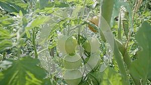 Bush of tomatoes with bunch of green unripe and red ripening fruits on summer sunny day. Growing vegetables in garden