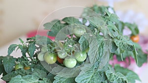 Bush of tomatoes in a pot. Clusters of tomatoes are visible. Some are ripe, some are still green. Garden on the windowsill. Shot