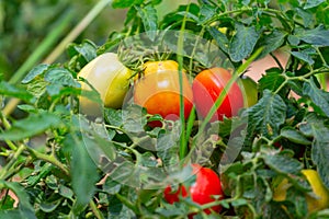 Bush tomatoes ripe in the garden.