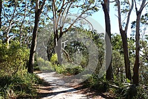 Bush track through Jervis Bay National Park Australia