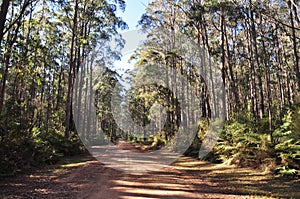 Bush track though native eucalypt forest photo