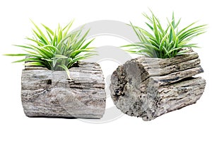 Bush tree in chump planter