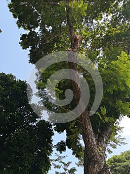 Bush tree texture nature green leaves background Bark trunk rough surface texture plant and white cloud blue sky