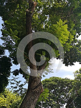 Bush tree texture nature green leaves background Bark trunk rough surface texture plant and white cloud blue sky