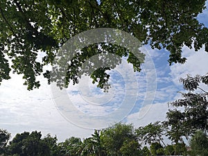 Bush tree texture nature green leaves background Bark trunk rough surface texture plant and white cloud blue sky