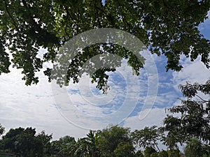 Bush tree texture nature green leaves background Bark trunk rough surface texture plant and white cloud blue sky