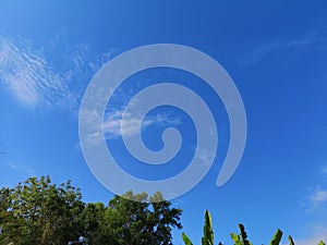 Bush tree texture nature green leaves background Bark trunk rough surface texture plant and white cloud blue sky