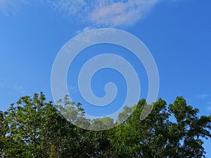 Bush tree texture nature green leaves background Bark trunk rough surface texture plant and white cloud blue sky