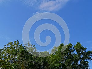 Bush tree texture nature green leaves background Bark trunk rough surface texture plant and white cloud blue sky