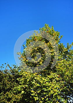 Bush tree texture nature green leaves background Bark trunk rough surface texture plant and white cloud blue sky