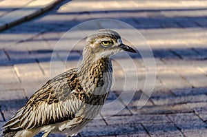 Bush Triel, Australia