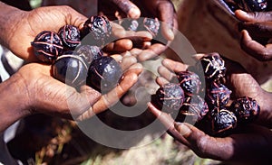 Bush tucker in the Northern Territory