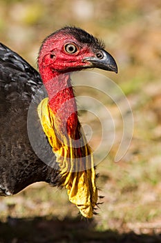 Bush turkey