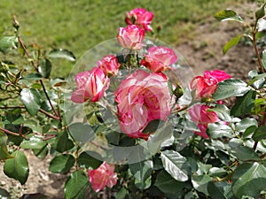 Bush of two-tone white-pink roses in the rose garden. Hybrid Tea Rose Sweetness. Delicate petals. A few flowers. Greeting card,