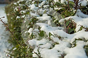Bush under snow