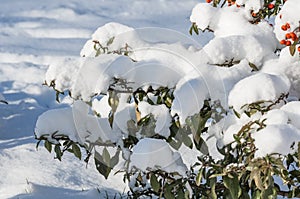 Bush under snow